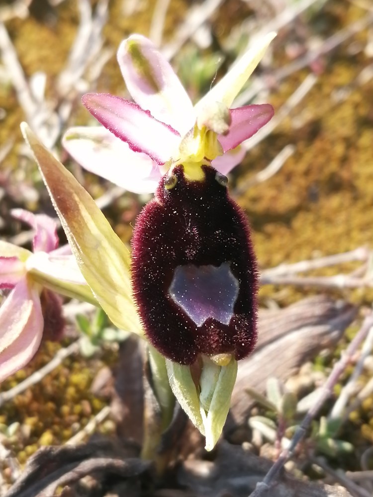 TRAVNJACI KAMENJAKA dom su nekim od najrjeih biljnih  TRAVNJACI KAMENJAKA dom su nekim od najrjeih biljnih